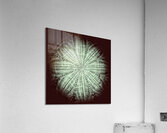 V734 Acrylic Print