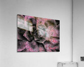 V793 Acrylic Print