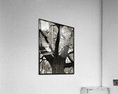 V802 Acrylic Print