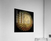 V811 Acrylic Print