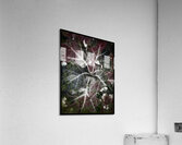 V829 Acrylic Print