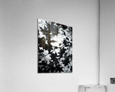 V830 Acrylic Print