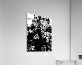 V831 Acrylic Print