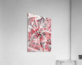 V842 Acrylic Print
