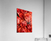 V858 Acrylic Print