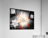 V860 Acrylic Print