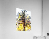 V861 Acrylic Print