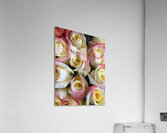V864 Acrylic Print