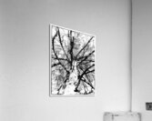 V879 Acrylic Print
