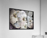 V900 Acrylic Print
