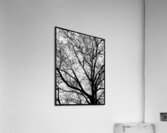 V970 Acrylic Print