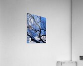 V971 Acrylic Print