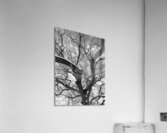 V972 Acrylic Print