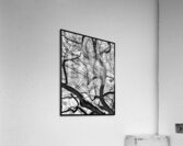 V973 Acrylic Print