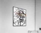 V978 Acrylic Print