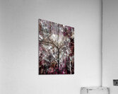 V991 Acrylic Print