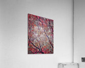V995 Acrylic Print
