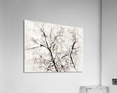 V996 Acrylic Print