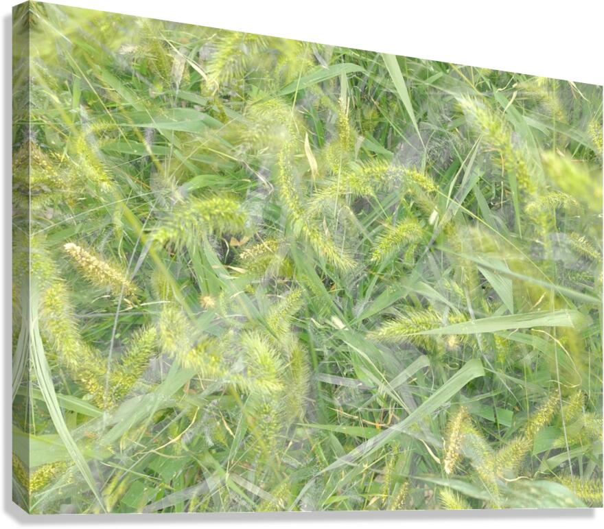 V1712 Canvas Print