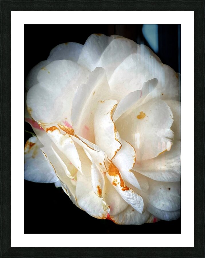 V1097 Picture Frame print