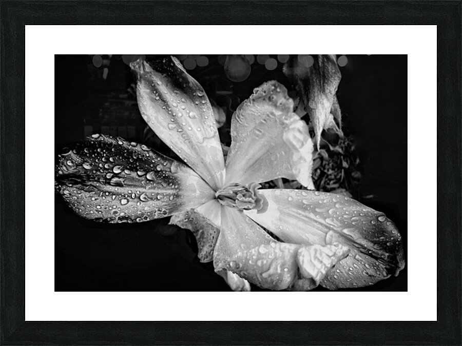 V1111 Picture Frame print