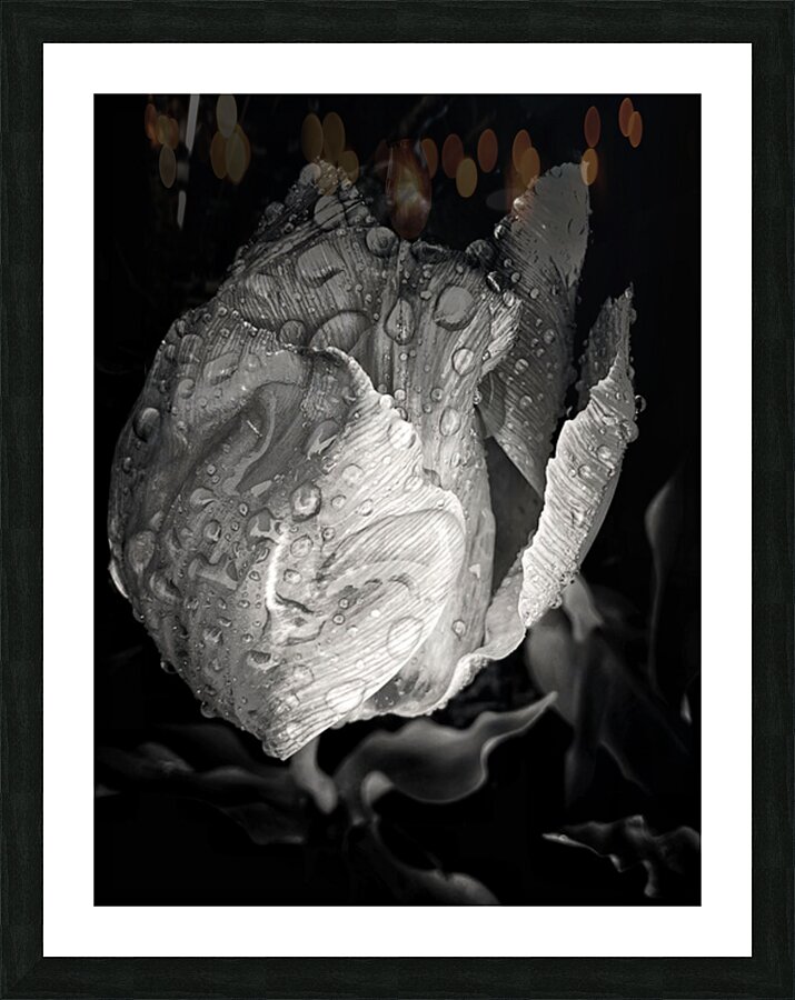V1113 Picture Frame print