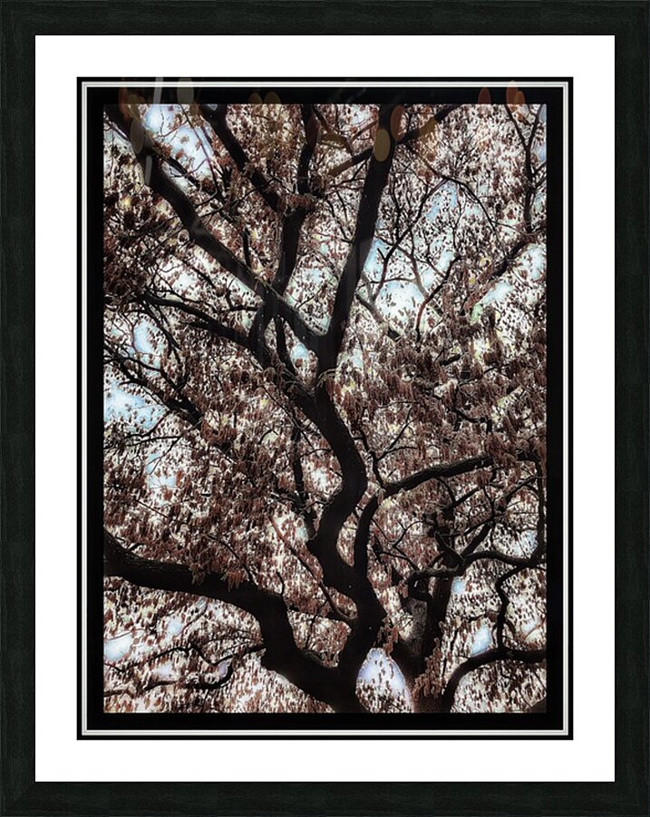 V1125 Picture Frame print