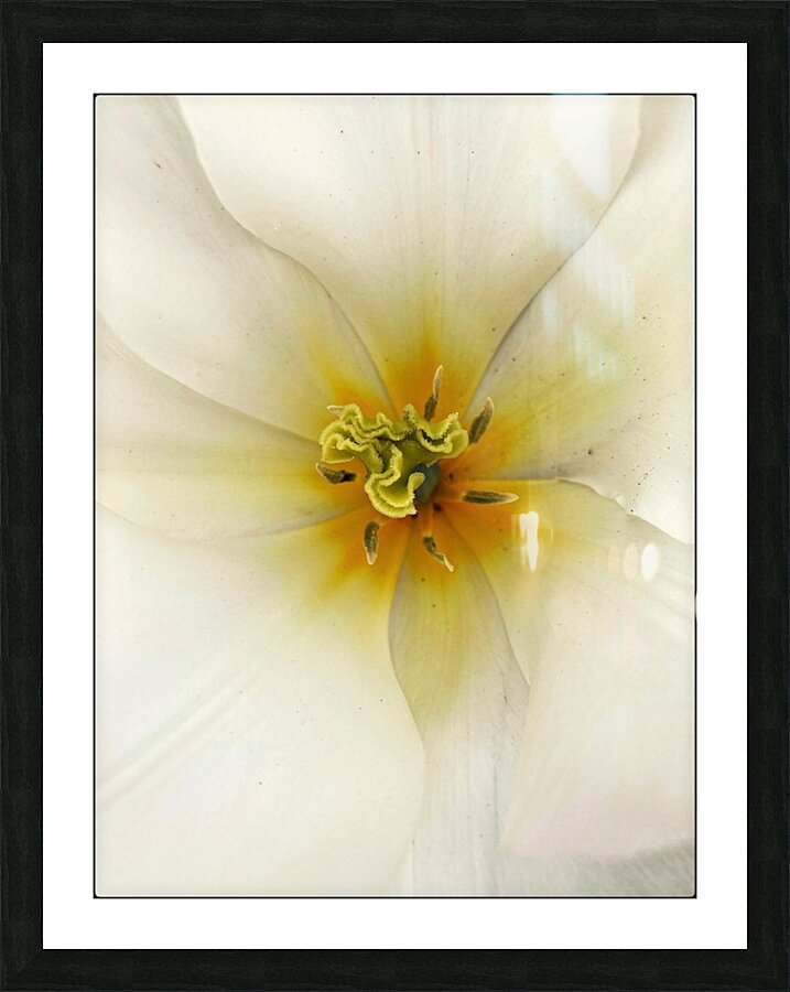 V1130 Picture Frame print