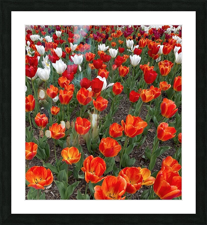 V1133 Picture Frame print