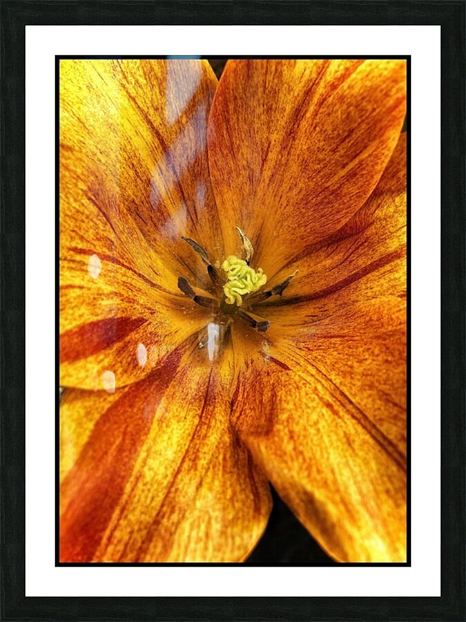 V1134 Picture Frame print