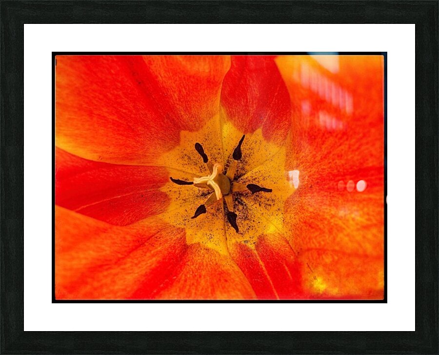 V1136 Picture Frame print