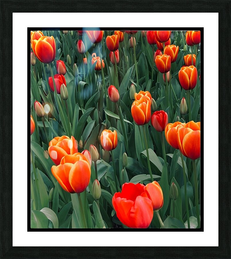 V1138 Picture Frame print