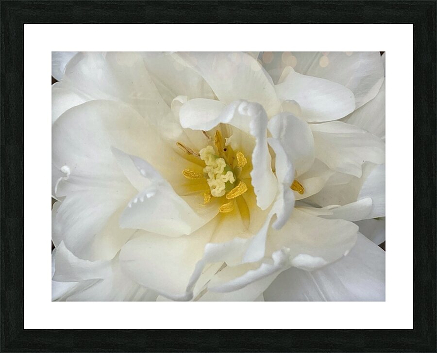 V1145 Picture Frame print