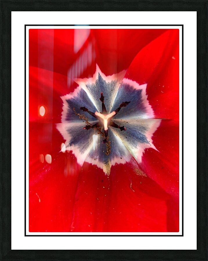V1147 Picture Frame print