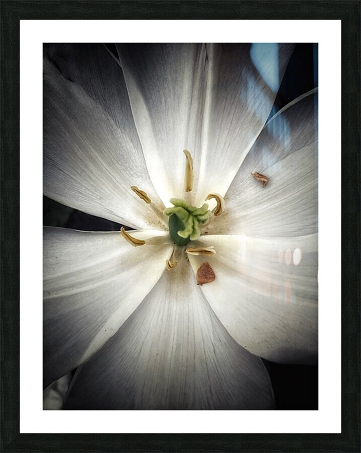 V1148 Picture Frame print