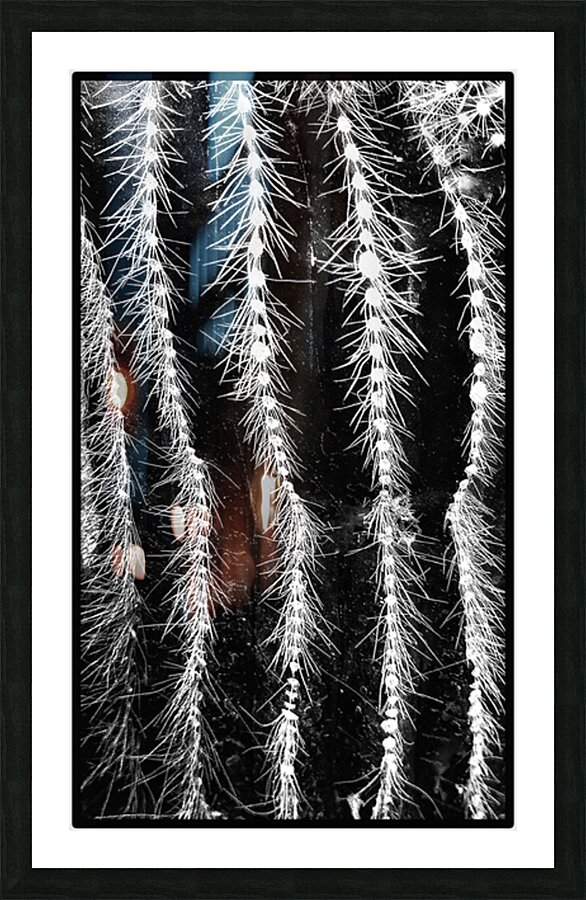 V1149 Picture Frame print