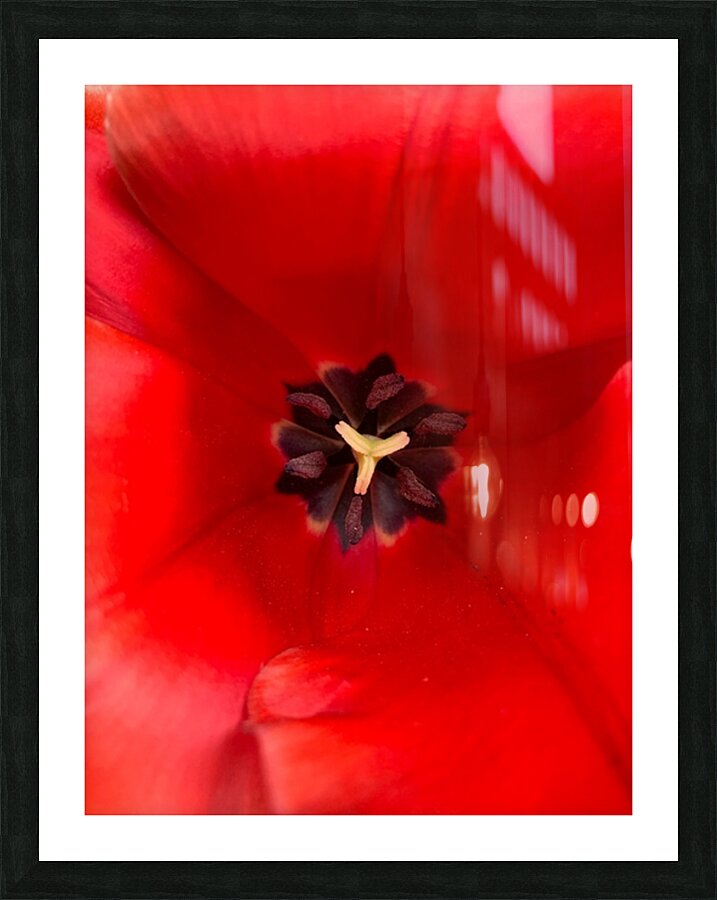V1150 Picture Frame print