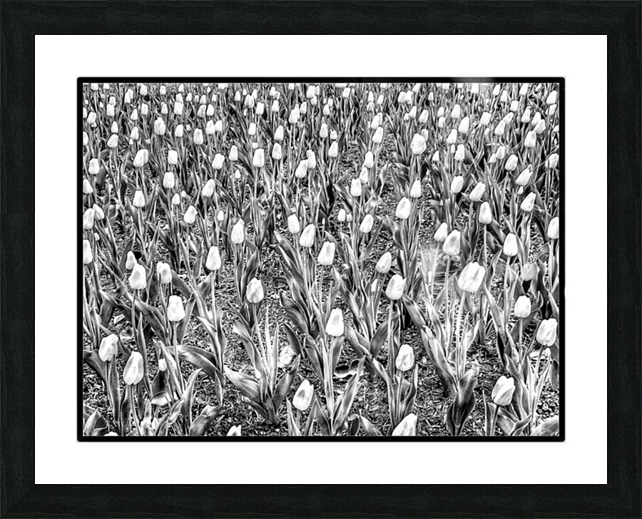 V1151 Picture Frame print