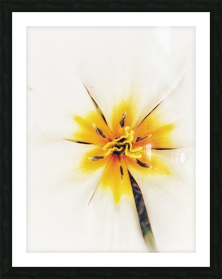 V1161 Picture Frame print