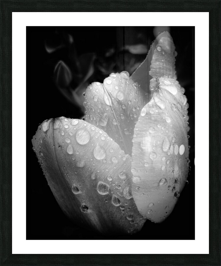 V1167 Picture Frame print