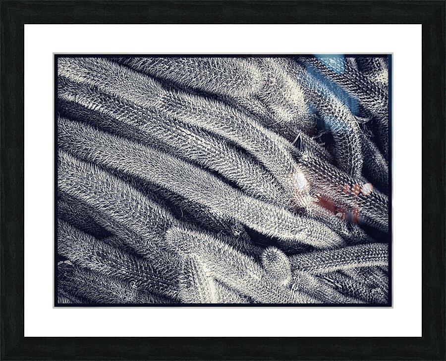 V1169 Picture Frame print