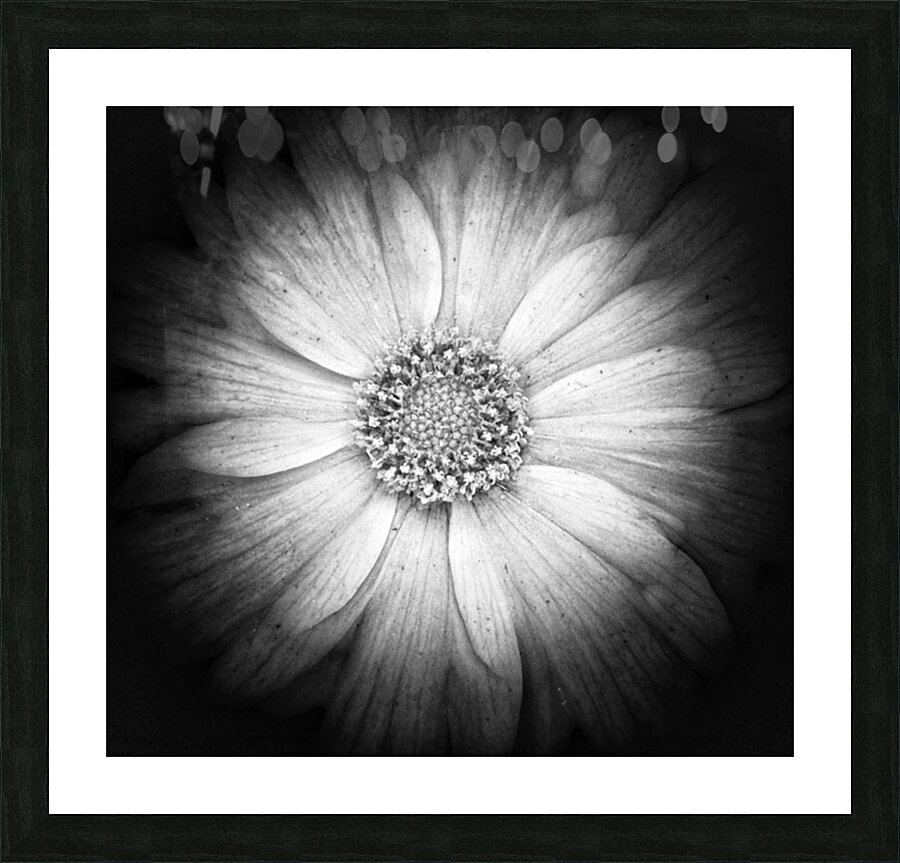 V1183 Picture Frame print