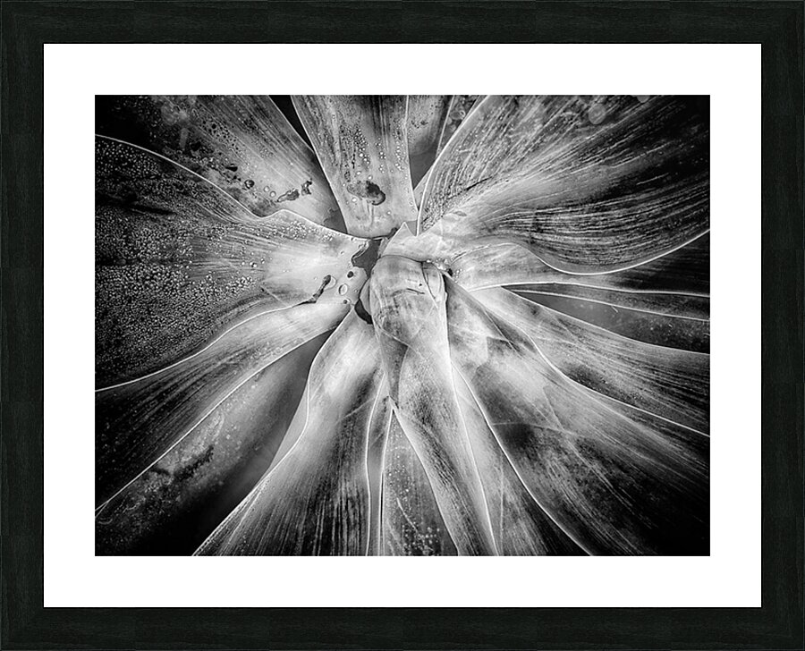 V1186 Picture Frame print
