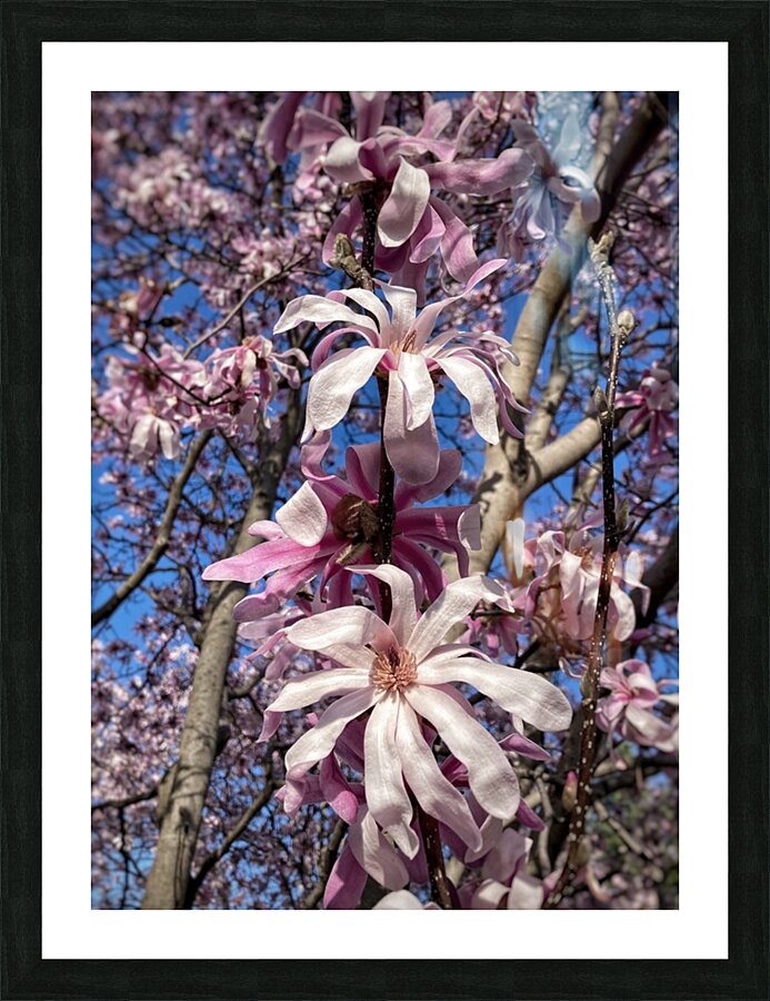 V1193 Picture Frame print