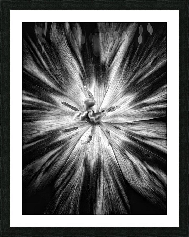 V1194 Picture Frame print
