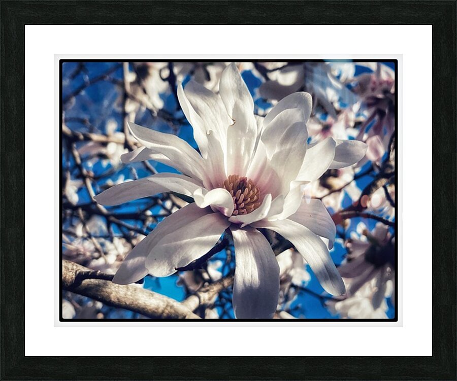 V1195 Picture Frame print