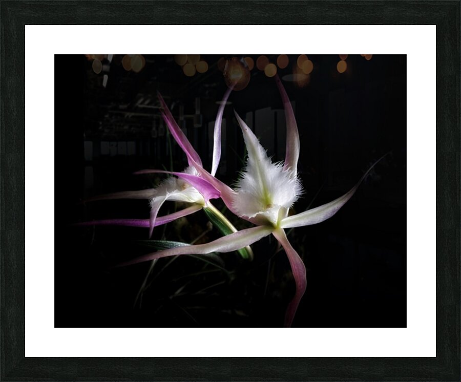 V1200 Picture Frame print