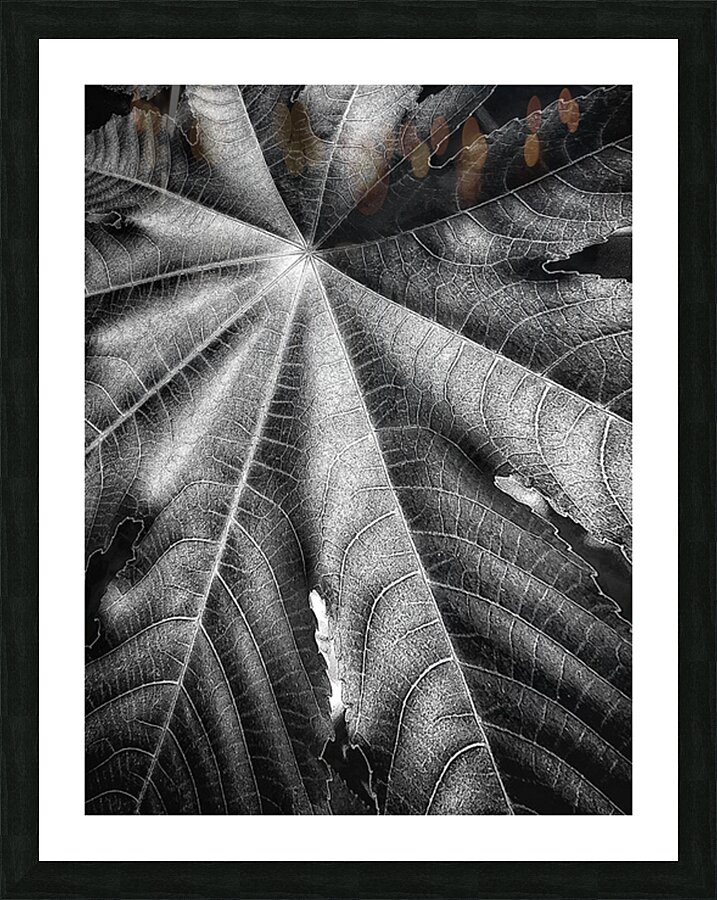 V1201 Picture Frame print