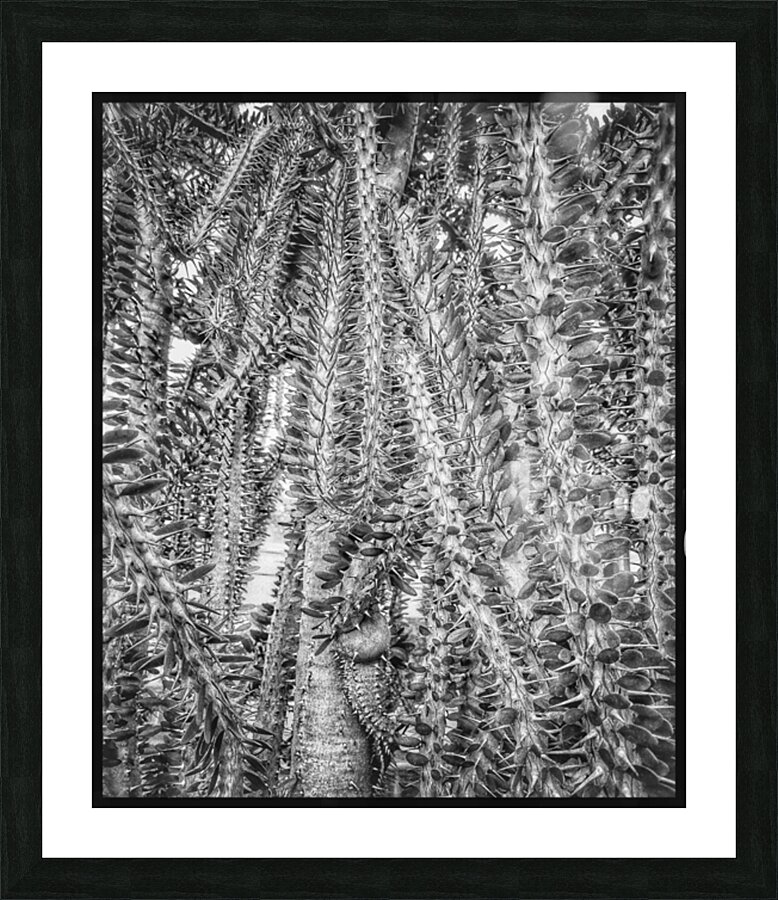V1215 Picture Frame print