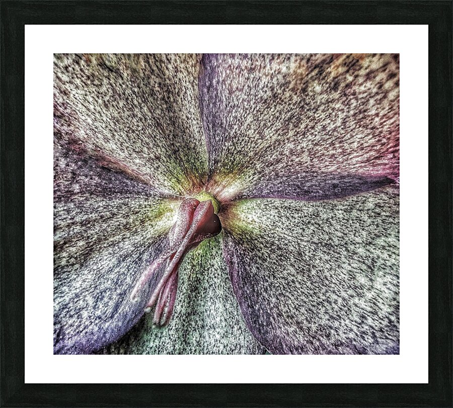 V1248 Picture Frame print